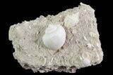 Eocene Fossil Gastropods (Athleta & Globularia) - Damery, France #73822-1